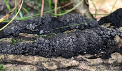 Kretzschmaria cetrarioides