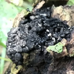 Kretzschmaria cetrarioides