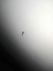 Armigeres subalbatus