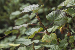 Ribes graveolens