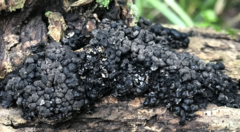 Kretzschmaria cetrarioides