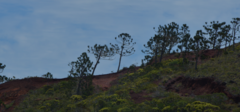 Araucaria rulei