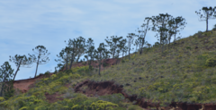 Araucaria rulei