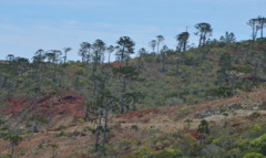 Araucaria rulei