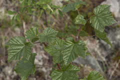 Ribes graveolens