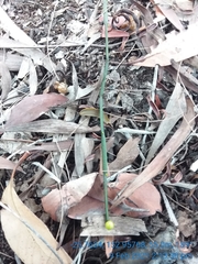 Viscum articulatum