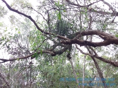 Viscum articulatum