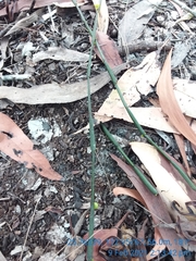 Viscum articulatum