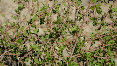 Searsia marlothii
