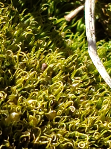Image of Weissia muehlenbergiana by (c) Mark Richman, some rights reserved (CC BY)