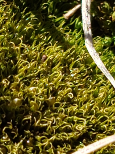 Image of Weissia muehlenbergiana by (c) Mark Richman, some rights reserved (CC BY)