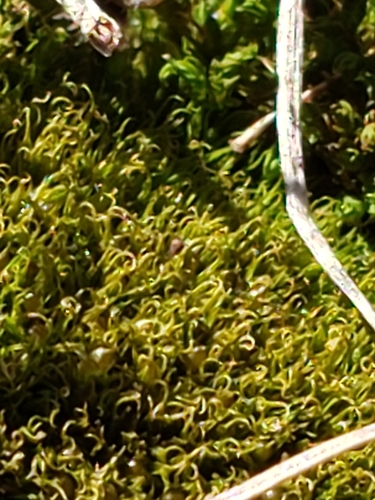 Image of Weissia muehlenbergiana by (c) Mark Richman, some rights reserved (CC BY)