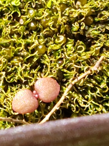 Image of Weissia muehlenbergiana by (c) Mark Richman, some rights reserved (CC BY)