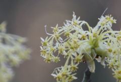 Sassafras randaiense