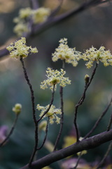 Sassafras randaiense