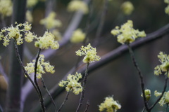 Sassafras randaiense