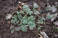 Geum
