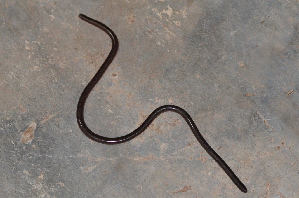 Southern Gracile Blind-Snake
