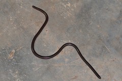 Afrotyphlops obtusus