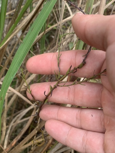 Symphyotrichum dumosum image