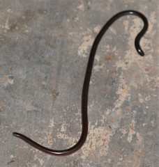 Afrotyphlops obtusus