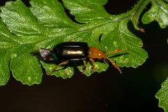 Cerophysa