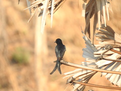 Dicrurus macrocercus