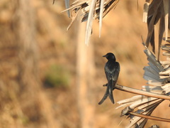 Dicrurus macrocercus