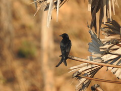 Dicrurus macrocercus