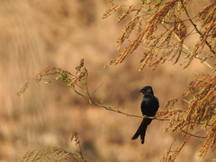 Dicrurus macrocercus