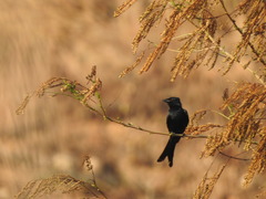 Dicrurus macrocercus