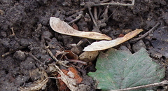Acer negundo