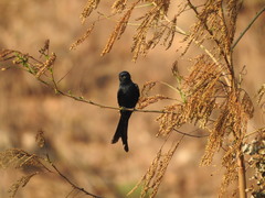 Dicrurus macrocercus