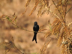 Dicrurus macrocercus