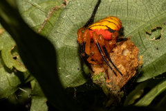 Acusilas malaccensis