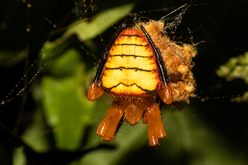 Acusilas malaccensis