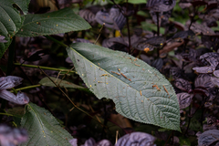 Dendrocnide stimulans