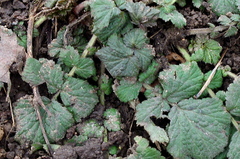 Geum