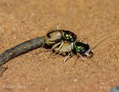 Australicapitona crucigera