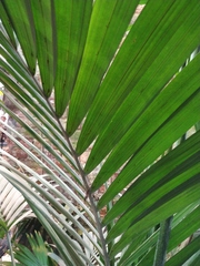 Howea forsteriana