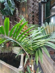 Ptychosperma elegans