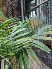 Ptychosperma elegans