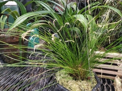 Dendrochilum tenellum