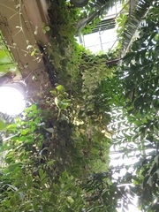 Tetrastigma voinierianum
