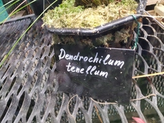 Dendrochilum tenellum