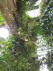 Tetrastigma voinierianum