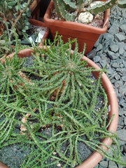 Euphorbia flanaganii
