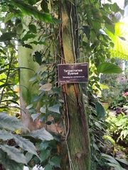 Tetrastigma voinierianum