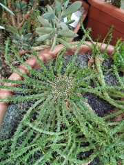 Euphorbia flanaganii