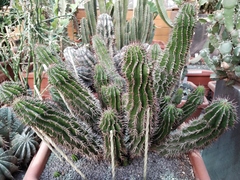 Euphorbia horrida